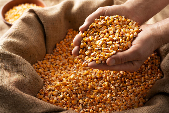 Premium Yellow Maize (50kg/bags)